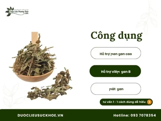 Công dụng cà gai leo
