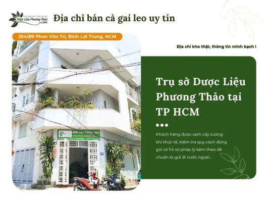 Dược Liệu Phương Thảo cung cấp cà gai leo uy tín