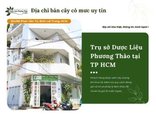 Dược Liệu Phương Thảo cung cấp cây cỏ mực uy tín