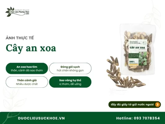Ảnh thực tế cây an xoa tại Dược Liệu Phương Thảo