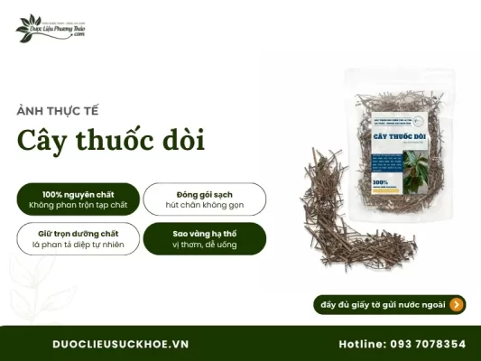 Ảnh thực tế cây thuốc dòi
