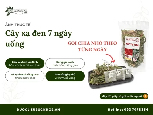 Ảnh thực tế cây xạ đen 7 ngày uống