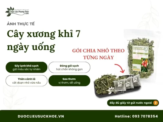 Ảnh thưc tế cây xương khỉ 7 ngày uống