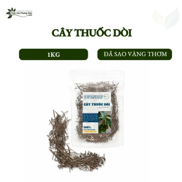 Cây thuốc dòi