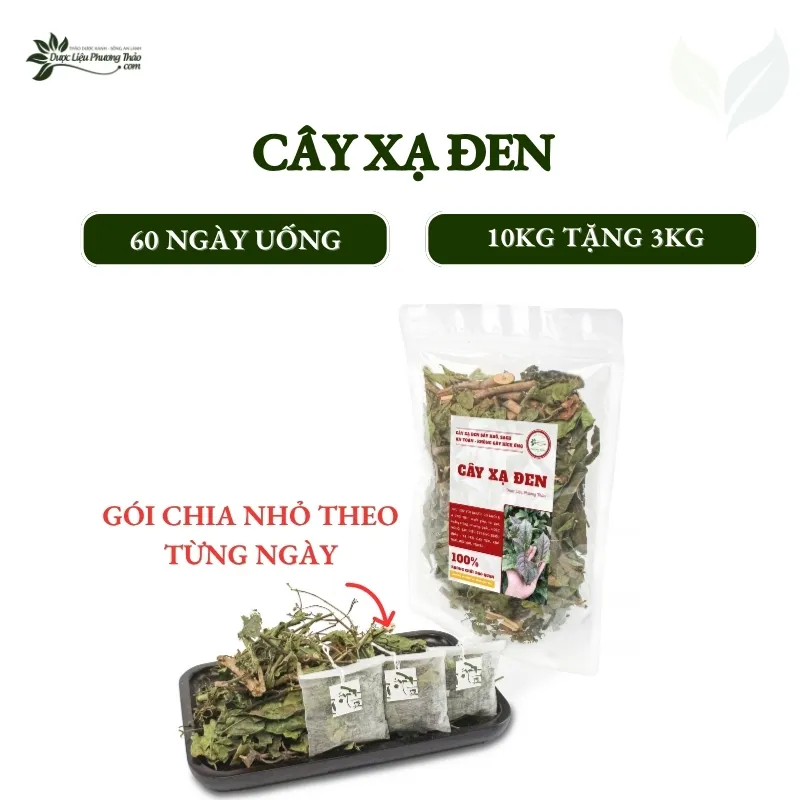 Cây xạ đen 60 ngày uống