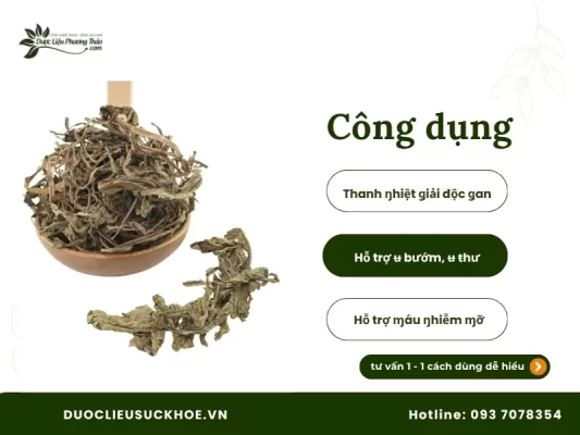 Công dụng bồ công anh