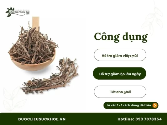 Công dụng cây thuốc dòi