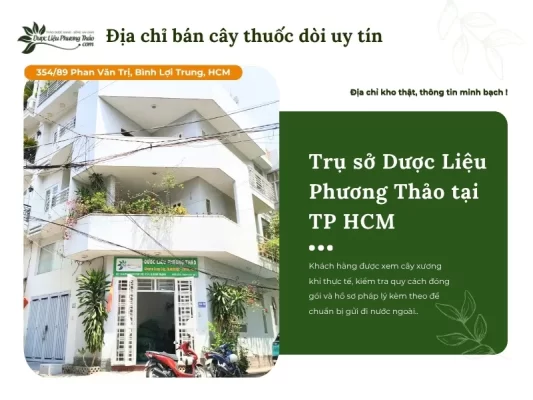 Dược Liệu Phương Thảo địa chỉ cung cấp cây thuốc dòi uy tín