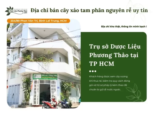 Dược Liệu Phương Thảo cung cấp xáo tam phân nguyên rễ uy tín