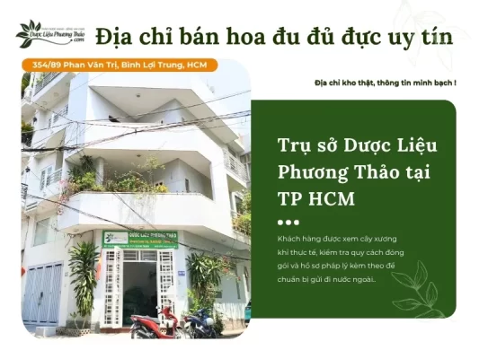 Dược Liệu Phương Thảo cung cấp hoa đu đủ đực uy tín