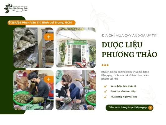 Dược Liệu Phương Thảo địa chỉ bán cây an xoa uy tín