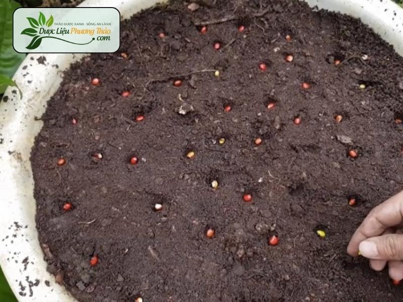 Cách trồng Sâm Dây Ngọc Linh bằng hạt
