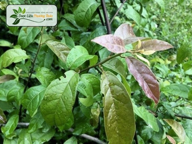 Thành phần khoa học và công dụng của Cây Xạ Đen